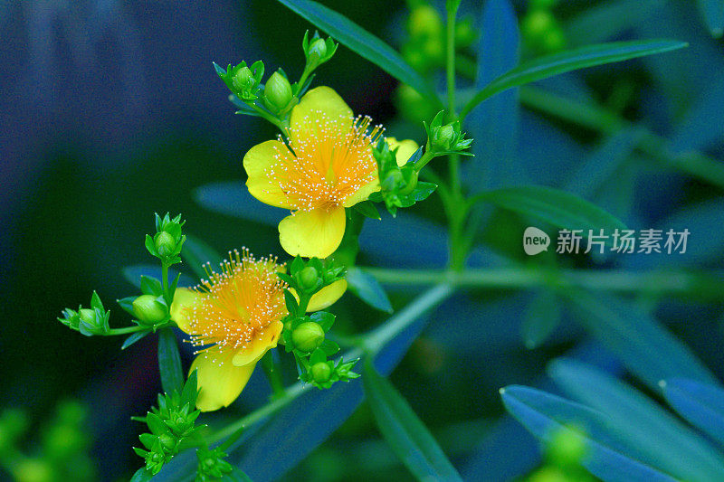 金丝桃/灌木状圣约翰草:明亮的黄色花，雄蕊日爆